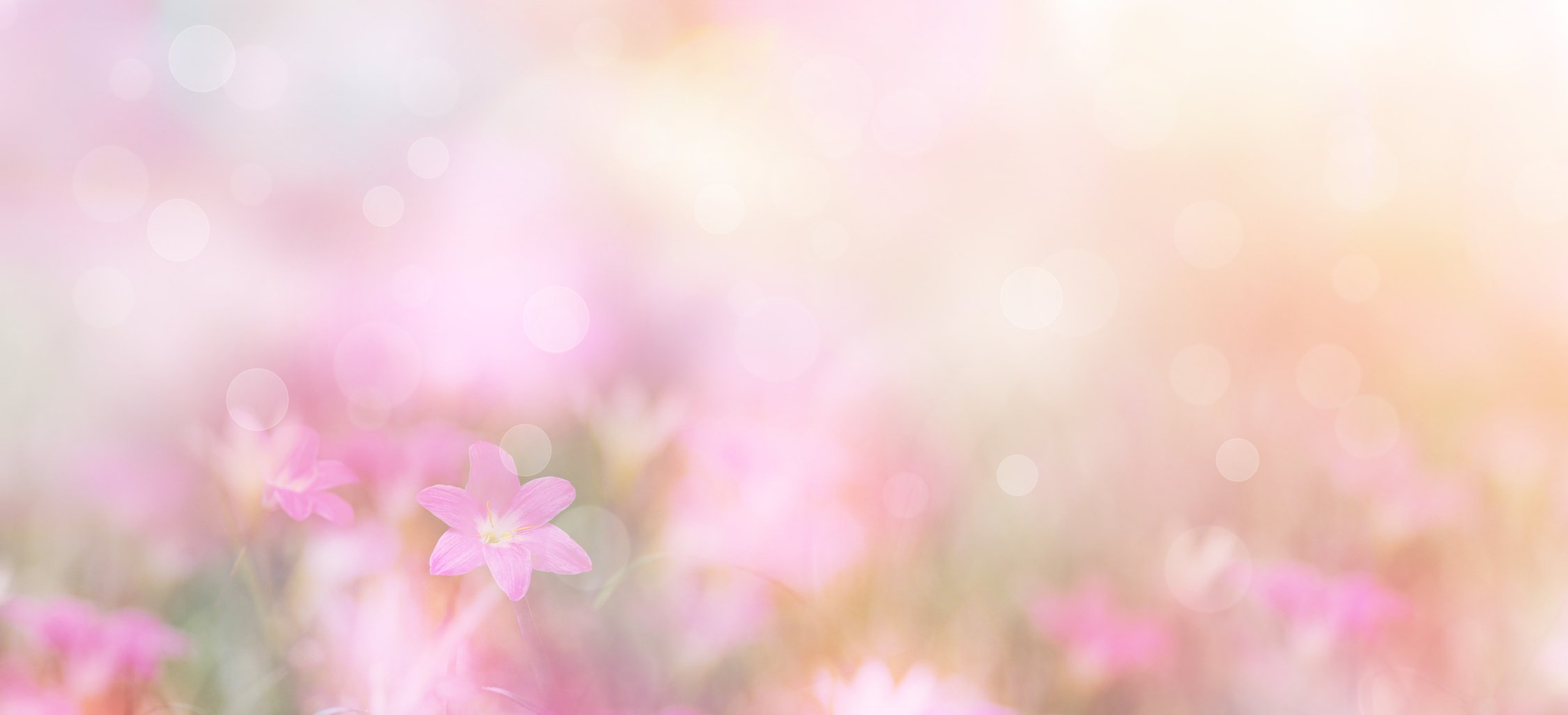 small pink flowers over pastel colors